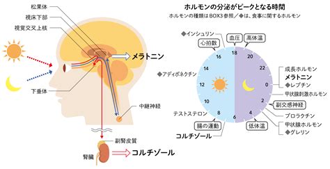 視交叉城郭|中枢神経による概日リズムの 視交叉上核の役割を中心に